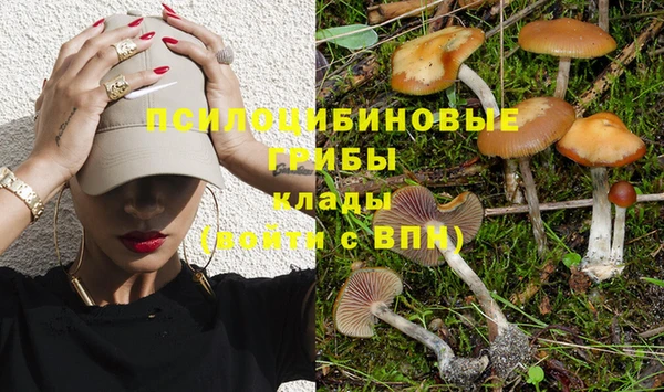 крисы Алзамай