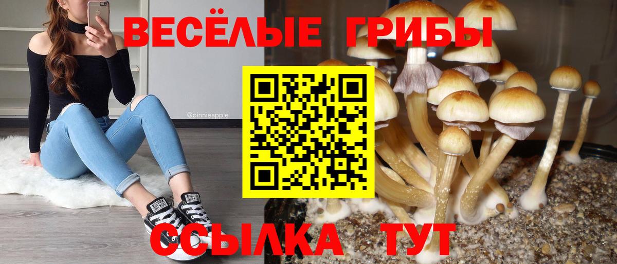 Псилоцибиновые грибы Cubensis  купить наркоту  Псилоцибиновые грибы ЛСД  Ленинск-Кузнецкий  Вход с VPN 